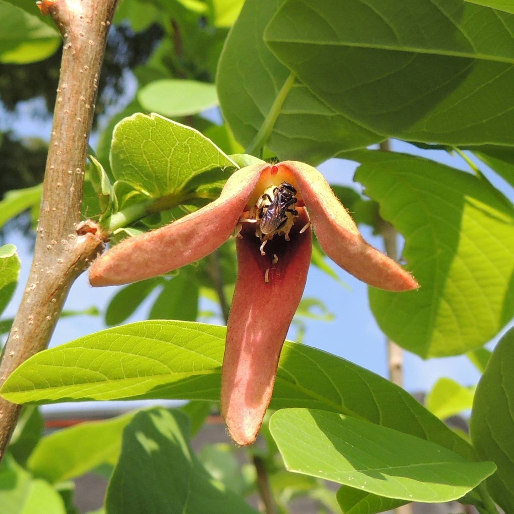 Annona macroprophyllata